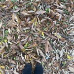 エクチュア - 参考写真、栗の木の落ち葉