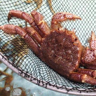 産地・鮮度・素材にこだわった“かに”は専門店ならではの品質
