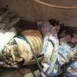 大栄 - 看板犬はいつも寝てます（笑）