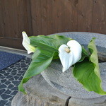 そばの坊 - 水芭蕉は『そばの実』でも咲いているようです