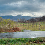 naritaya - ぶどう畑