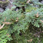 苔筵 - 松苔もあります