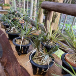 苔筵 - 風蘭もありました