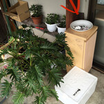 華川ラーメン - 観葉植物はいいんだけど 出入口に灰皿は？