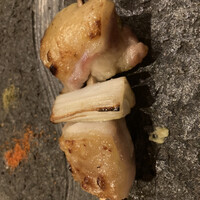 鳳 - 