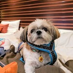 イタリア料理 ルッチコーレ - 