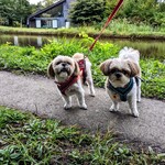 イタリア料理 ルッチコーレ - 