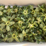 姫路ハートフル観光農園 - 