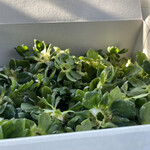 姫路ハートフル観光農園 - 