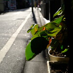 志な乃 - 昼の新宿裏通り