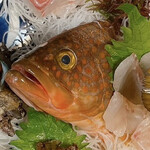 かざぐるま - キジハタ