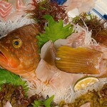 かざぐるま - 高級魚キジハタ姿造り