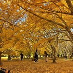 ひろちゃんラーメン - 銀杏群です○来年も来たいです。