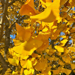 ひろちゃんラーメン - 銀杏
