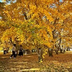 ひろちゃんラーメン - 銀杏絨毯