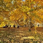 ひろちゃんラーメン - 銀杏絨毯