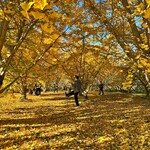 ひろちゃんラーメン - 銀杏絨毯