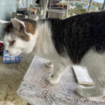 サンタローサ - 一服してたら睨みつけられました(｡･ω･)y-ﾟﾟﾟ