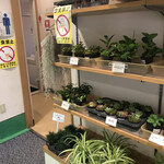 森と川と海ほたて広場 - 観葉植物も販売