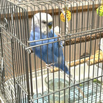 クルックス カフェオ ヨーロピアンリゾートカフェ - 愛らしい青い小鳥