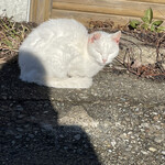 はまあかり潮音閣 - この子も人懐っこいけどよその子(笑)