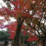 江戸三 - 今年の紅葉♪ちょっとゆっくり