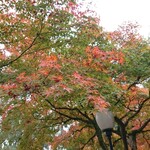 江戸三 - 紅葉♪