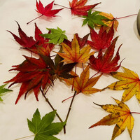 イル ギオットーネ 京都本店 - 