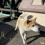 串焼き BUBU-TON - 