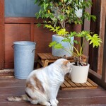 ヒムベーレ - 看板ねこちゃん？