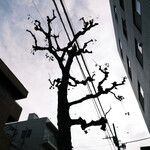 Yabusoba - 日本の木