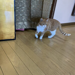 はまあかり潮音閣 - 小さめな子