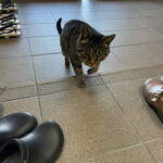 はまあかり潮音閣 - 堂々と館内に入ってくるにゃにゃ君(笑)