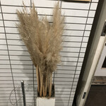 旬菜 おぐら家 - いや、ほんとに満足。力強くオススメできます。ごちそうさまでした。ボアボアの箒草で失礼いたします。