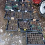 昇月 - 自家製野菜の苗