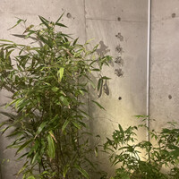 日本料理 太月 - 