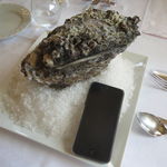 作田産の岩牡蠣(全長18.5cm×高さ11cm！)1