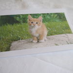 ウシマル - 猫のポストカードの裏の帰りの電車の時刻表の心遣い