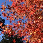 Manpei Hotel Cafe Terrace - 庭院中的枫树。左侧红色和黄色渐变的叶子美得令人惊叹♪