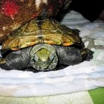 松の樹 - ５月１８日、深夜の総裁