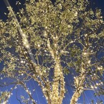 一〇八抹茶茶廊 - 店舗前のシンボルツリー