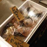 魚寅本店 - 仕入れた鮮魚の展示
