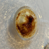 サーラ アマービレ - 