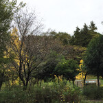 アビオファームズマーケット - 紅葉しながら芝桜が咲く公園。午後から秋晴れ