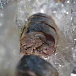 日本料理 たかむら - お土産の棒鯖鮨