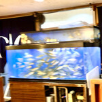でん助茶屋 - 下の大きな水槽は鯵、上の奥側の水槽はあわび