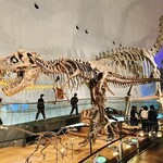 Amidasoba Fukunoi - 恐竜博物館の恐竜の骨！
      ※お店の内容とは関係ありません。