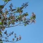 ガレリア - ギャラリー内の花