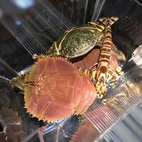 日本料理 TOBIUME - ◆この日のゲスト様達、素晴らしい。^^