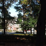 白樺 - とちのき公園から白樺を望む